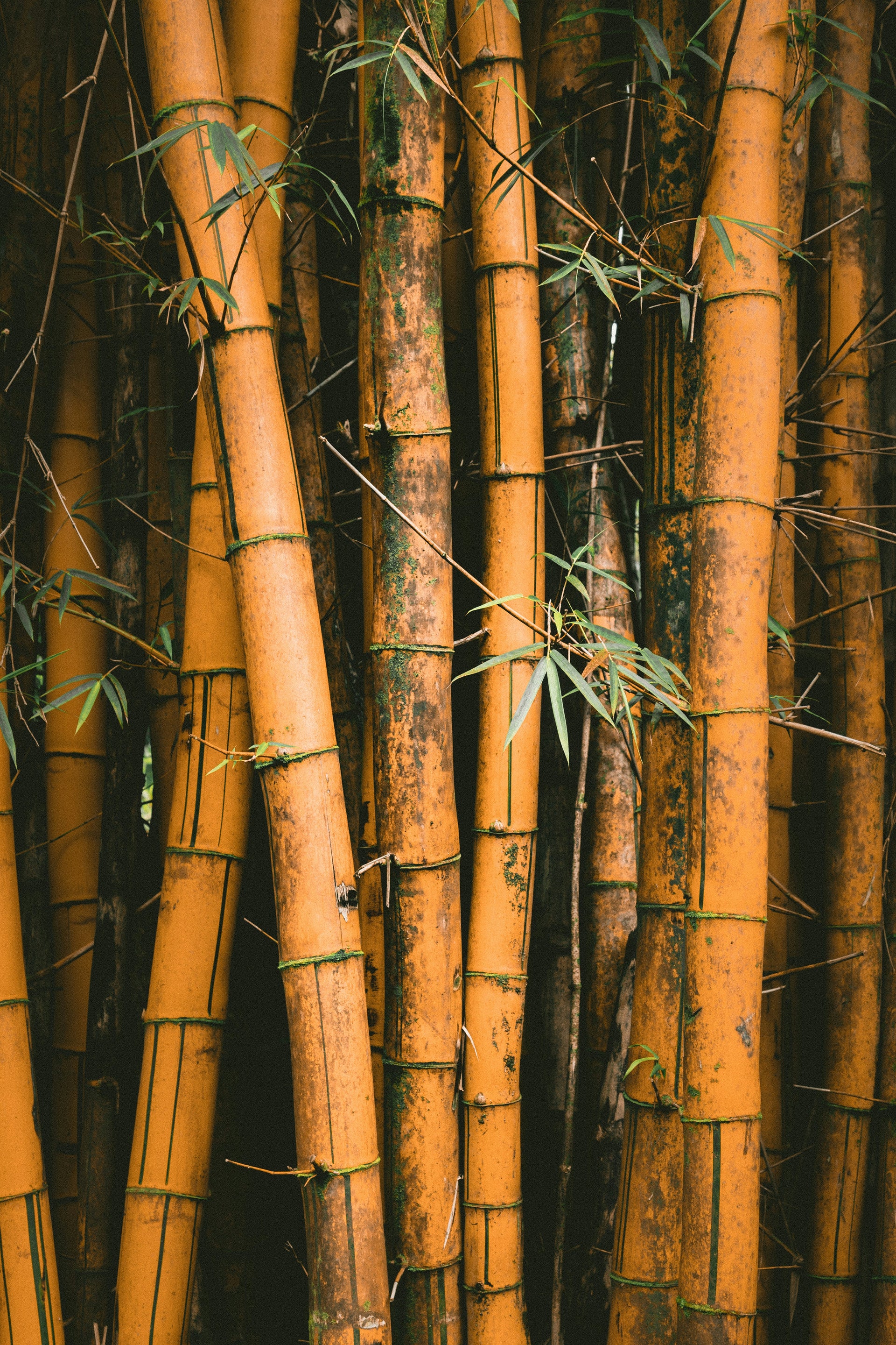 bamboe in de natuur